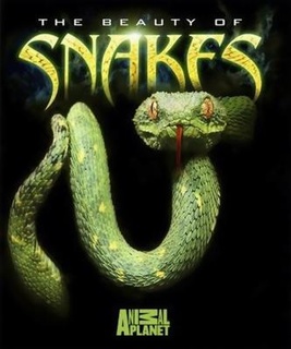 蛇之惊艳奇观海报剧照
