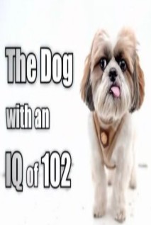 IQ爆棚机灵狗
